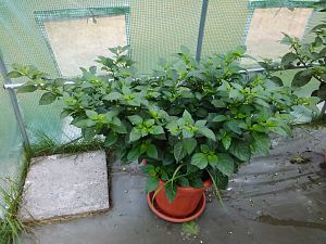 Cream Fatalii 29.7