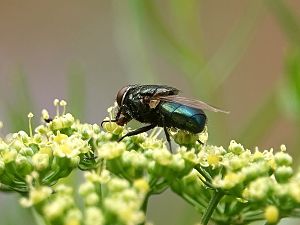 Fliege auf Petersilienblüte