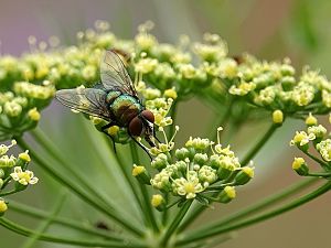 Fliege auf Petersilienblüte