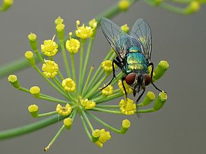 Fliege auf Dillblüte