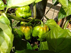 F2 Scotch Bonnet