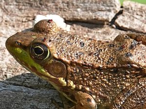 Blutsauger auf Frosch