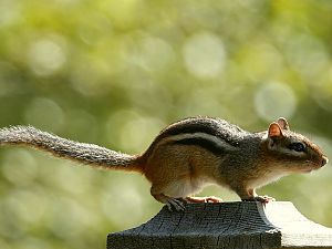 Chipmunk / Streifenhörnchen