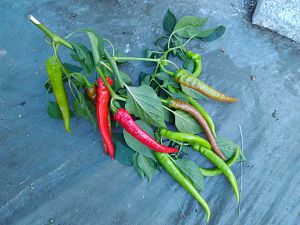 Türkische Paprika Bruch