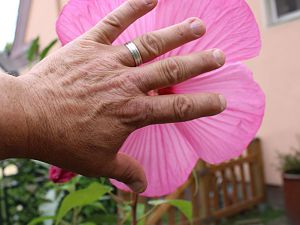 Riesen Hibiscus