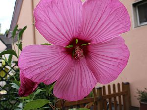 Riesen Hibiscus