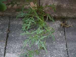 Rucola