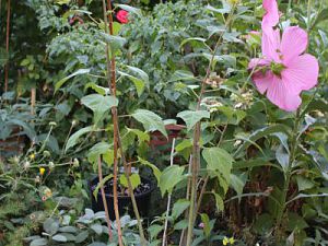 Riesen Hibiscus