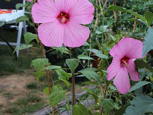 Riesen Hibiscus