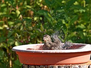 Sommerwetter