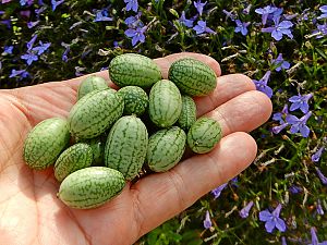 Cucamelons