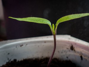 C. Annuum Salsa Orange 2tes Blättchen