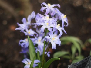 Sternhyazinthe Chinodoxa Forbensii