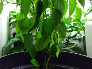 Cayenne