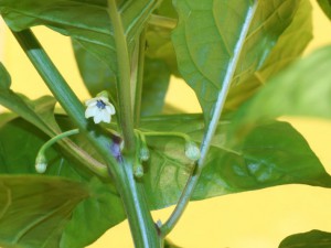 Habanero_Gambia