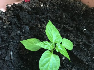 Naga Bhut Jolokia