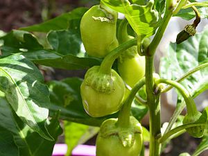 7Pot Bubblegum White