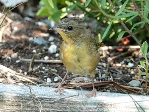 Warbler