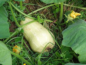 Butternut Squash