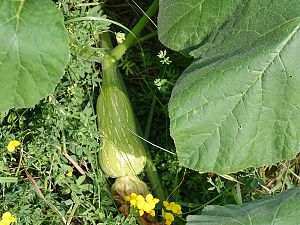 Butternut Squash