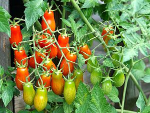 Mini Marzano Tomate