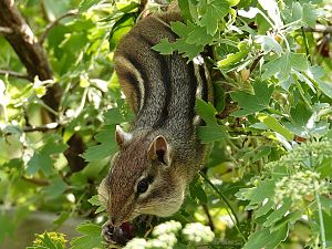 Streifenhörnchen