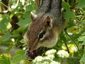 Streifenhörnchen