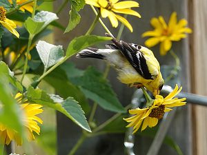 Goldfinch