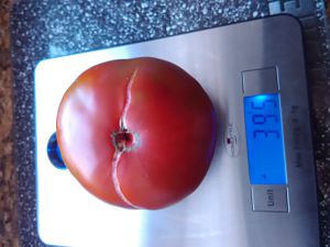 Unbekannte Tomate 16.8