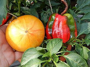 Tomate und Paprika