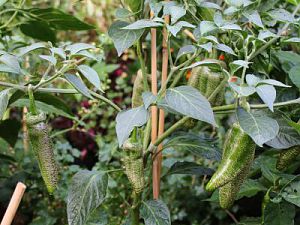 Jalapeno Farmers