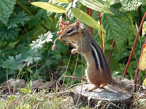 Chipmunk