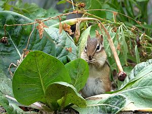 Chipmunk