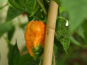 20180817-bhut-orange-copenhagen-HM6C4110