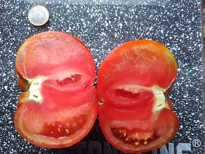 Unbekannte Tomate Halbiert