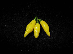 Aji Mochero