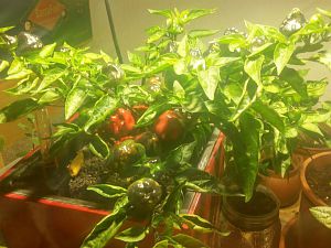 00004Chilis Werden Rot