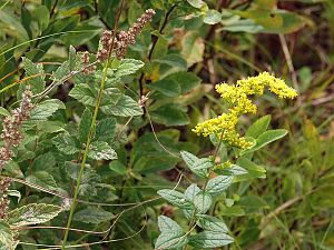 Wiesenblumen