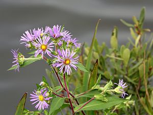 Wilde Aster