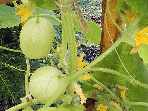 Crystal Apple