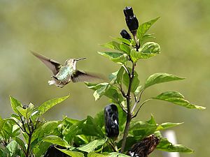 Kolibri und Barbakoa