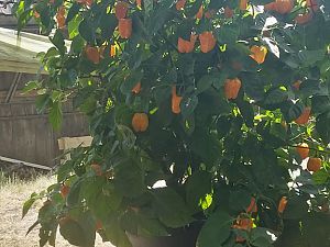 Habanero Orange im 7ten Jahr