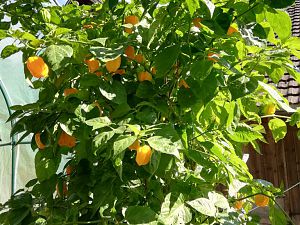 Habanero Orange im 7ten Jahr