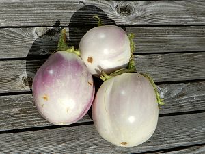 Rosa Bianca Aubergine