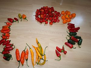 Aji Peron-Sugar Rush-Biker Bill-Red Agame-Little Bird of Guyana-Pickels-Craigs Grande-APS Jalapeno orange-Samira F2-Numex Pumpkin Spice