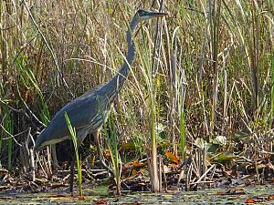 Great Blue Heron