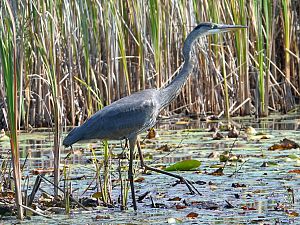 Great Blue Heron