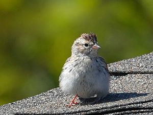 Sparrow / Spatz