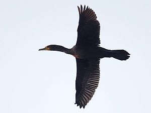 Kormoran