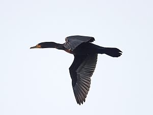 Kormoran